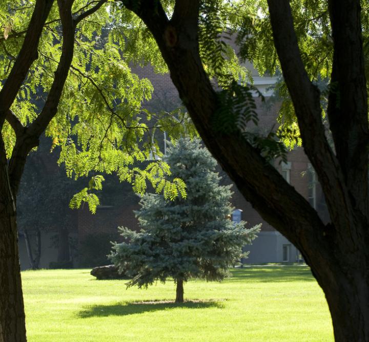 Trees on campus lawn