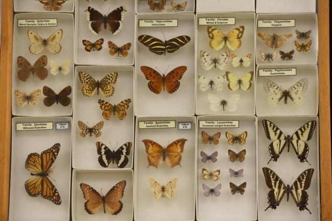 Museum Butterfly Display