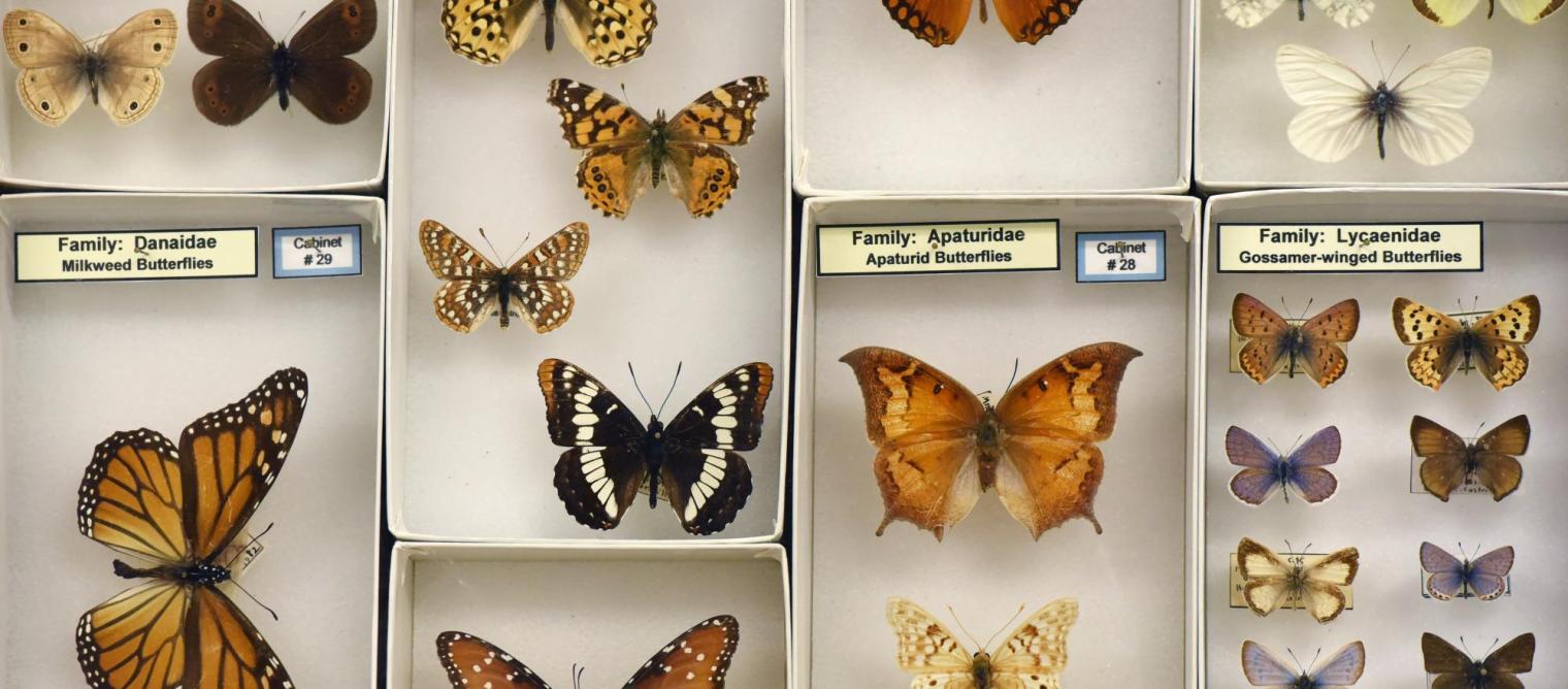 Butterflies on display