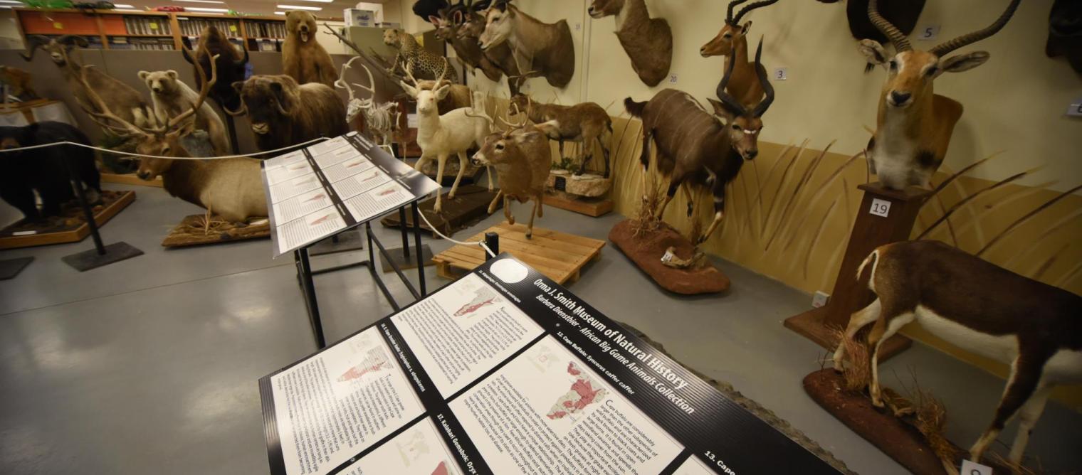 Natural History Museum Display