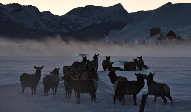 Herd of elk at sunset