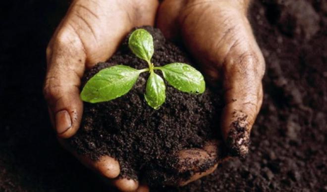 A hand holding soil with a fresh plant inside.