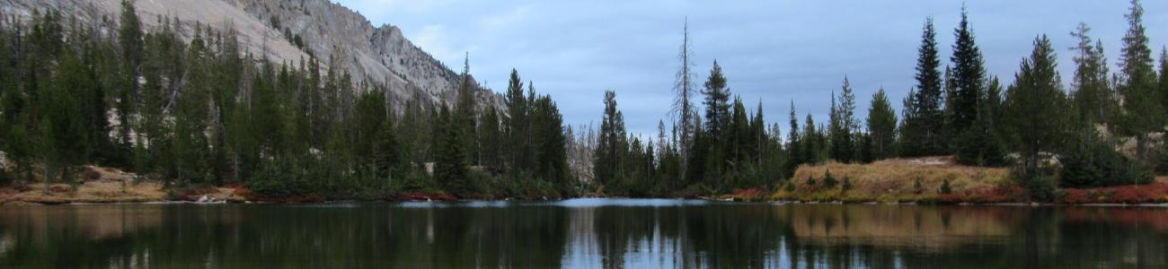 Trees surrounding Alice Lake